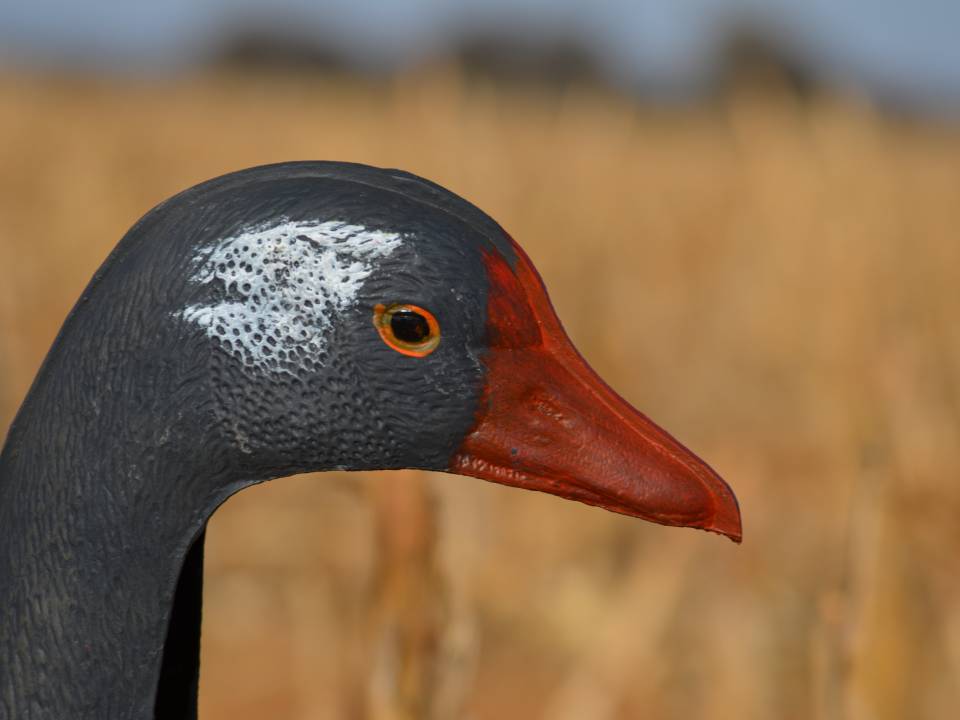 Spur Winged Goose Hunting Decoy Africa.jpg
